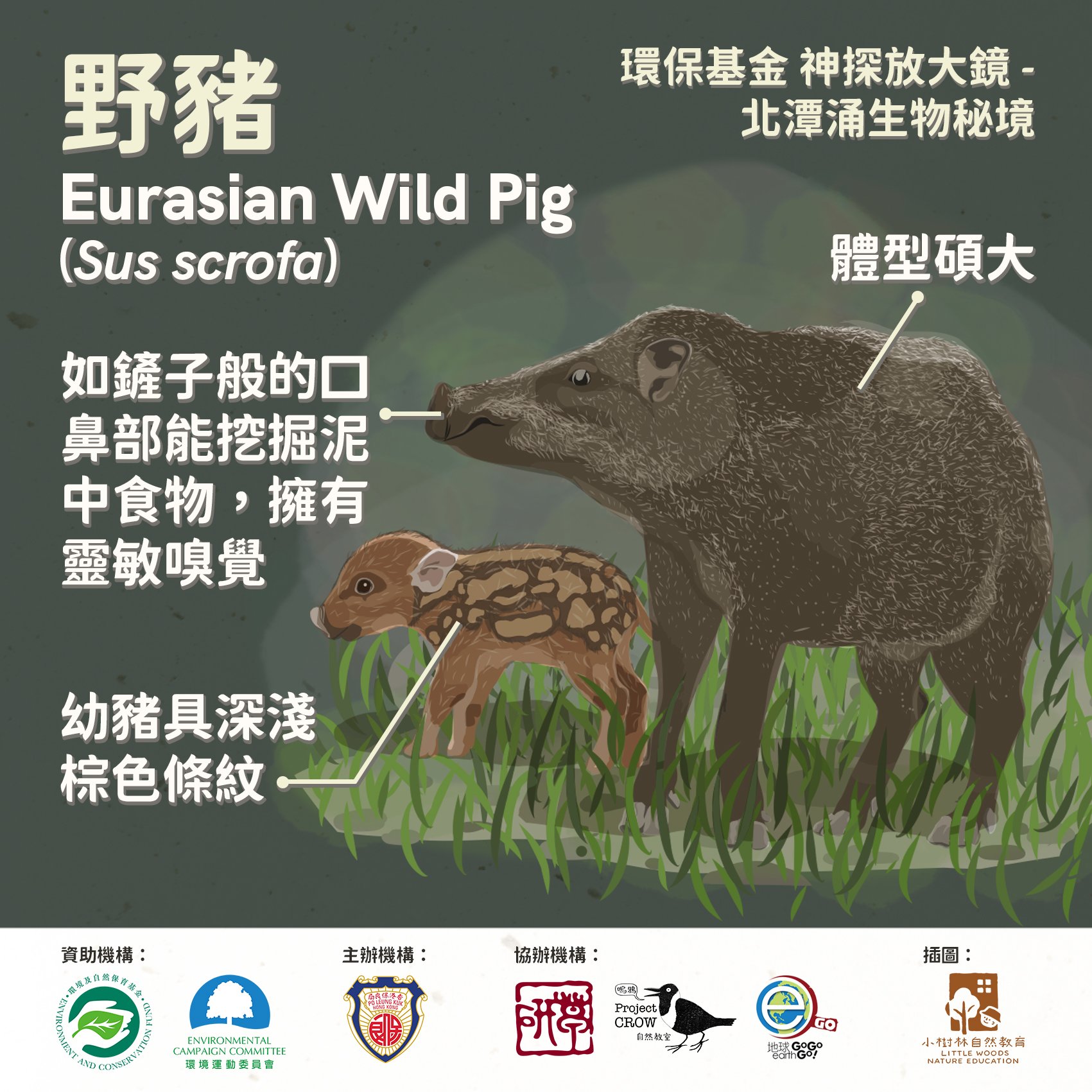 Euraians Wild Pig